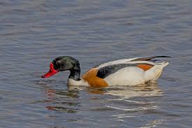 Attēlu rezultāti vaicājumam “Tadorna tadorna male”