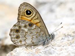 Attēlu rezultāti vaicājumam “Lasiommata maera underside”