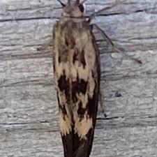 Attēlu rezultāti vaicājumam “Scythris limbella”