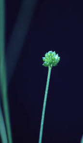 Attēlu rezultāti vaicājumam “Ranunculus cassubicus bud”
