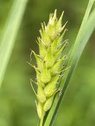 Attēlu rezultāti vaicājumam “Carex hirta male flower”