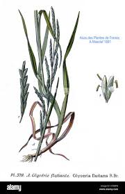 Attēlu rezultāti vaicājumam “Glyceria fluitans leaf”