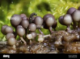 Attēlu rezultāti vaicājumam “Trichia varia sessile”