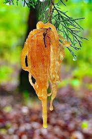 Attēlu rezultāti vaicājumam “Didymium tussilaginis”