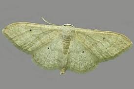 Attēlu rezultāti vaicājumam “Idaea straminata”