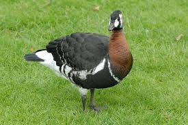 Attēlu rezultāti vaicājumam “Branta ruficollis adult”