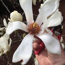 Attēlu rezultāti vaicājumam “Magnolia cylindrica”