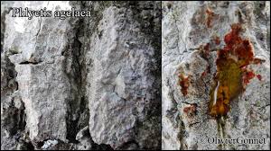 Attēlu rezultāti vaicājumam “Phlyctis agelaea”