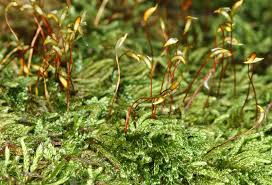 Attēlu rezultāti vaicājumam “Hypnum pallescens”