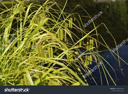 Attēlu rezultāti vaicājumam “Carex pseudocyperus female flower”