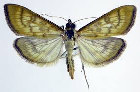 Attēlu rezultāti vaicājumam “Mecyna flavalis”