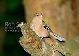 Attēlu rezultāti vaicājumam “Fringilla coelebs male”