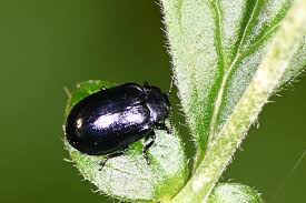 Attēlu rezultāti vaicājumam “Linaeidea aenea”