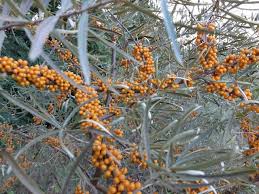 Attēlu rezultāti vaicājumam “Rhinanthus serotinus fruit”