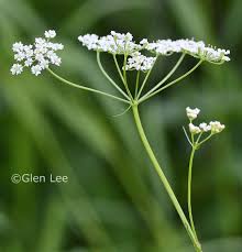 Attēlu rezultāti vaicājumam “Carum carvi leaf”