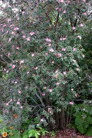 Attēlu rezultāti vaicājumam “Rosa glauca leaf”