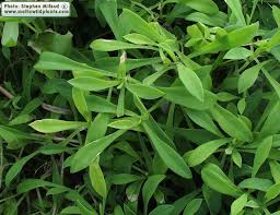 Attēlu rezultāti vaicājumam “Silene vulgaris leaf”