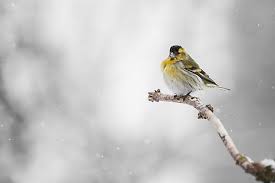 Attēlu rezultāti vaicājumam “Carduelis spinus male”