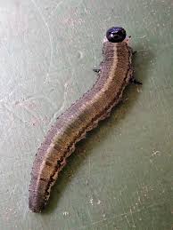 Attēlu rezultāti vaicājumam “Neodiprion sertifer larva”