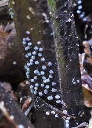 Attēlu rezultāti vaicājumam “Didymium squamulosum stalked”