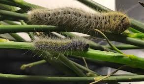 Attēlu rezultāti vaicājumam “Lasiocampa trifolii male”