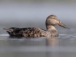 Attēlu rezultāti vaicājumam “Arrhenia spatulata”