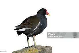 Attēlu rezultāti vaicājumam “Gallinula chloropus”