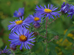 Image result for Aster novae-angliae