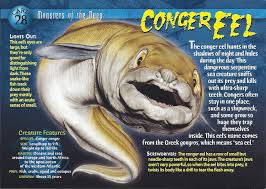 Image result for Conger conger