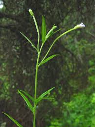 Attēlu rezultāti vaicājumam “Epilobium palustre fruit”