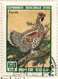 Attēlu rezultāti vaicājumam “Tetrastes bonasia”