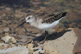 Image result for Calidris pusilla
