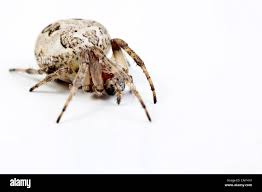 Attēlu rezultāti vaicājumam “Larinioides cornutus female”