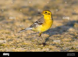 Attēlu rezultāti vaicājumam “Motacilla citreola”