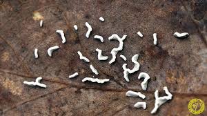 Attēlu rezultāti vaicājumam “Physarum bivalve”