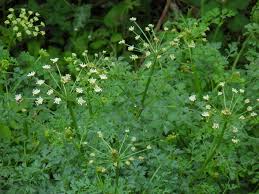 Attēlu rezultāti vaicājumam “Libanotis montana”