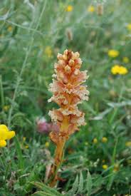 Attēlu rezultāti vaicājumam “Orobanche elatior flower”