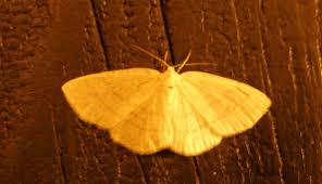 Attēlu rezultāti vaicājumam “Cabera exanthemata”