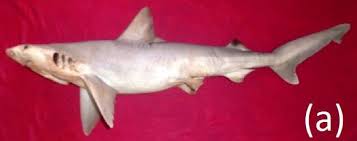 Image result for Carcharhinus brevipinna