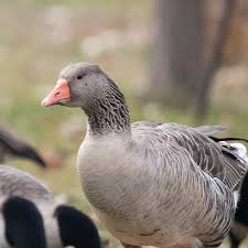 Attēlu rezultāti vaicājumam “Anser anser juvenile”