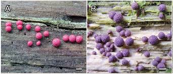 Attēlu rezultāti vaicājumam “Lycogala alisaulianovae young”