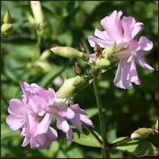 Attēlu rezultāti vaicājumam “Saponaria officinalis flower”