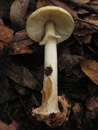 Attēlu rezultāti vaicājumam “Amanita citrina”