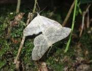 Attēlu rezultāti vaicājumam “Idaea straminata”