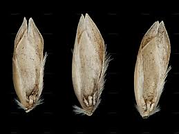 Attēlu rezultāti vaicājumam “Danthonia decumbens bud”