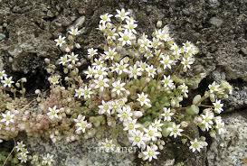 Image result for Mauerpfeffer