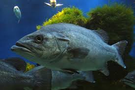 Image result for Polyprion americanus