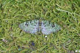 Attēlu rezultāti vaicājumam “Chloroclystis v-ata”