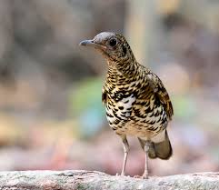 Image result for Zoothera dauma