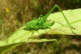 Attēlu rezultāti vaicājumam “Phaneroptera falcata”